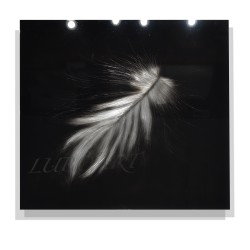 The Feather - 48 x 48 inches   The Feather - 48 x 48 inches